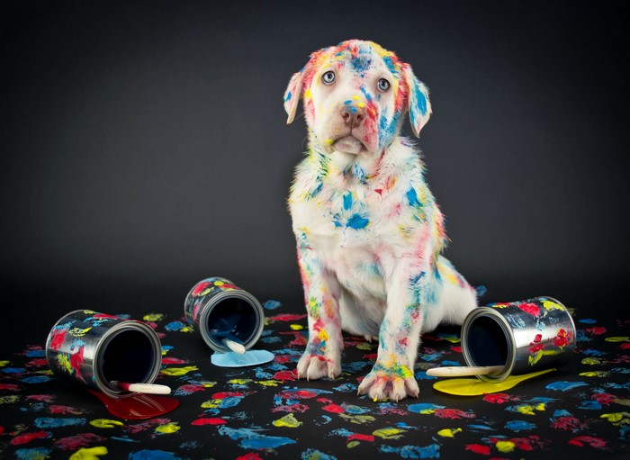 Puppy covered in paint with paint cans