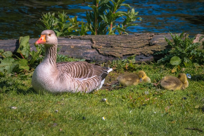 Greylag Goose with Goslings on Grass