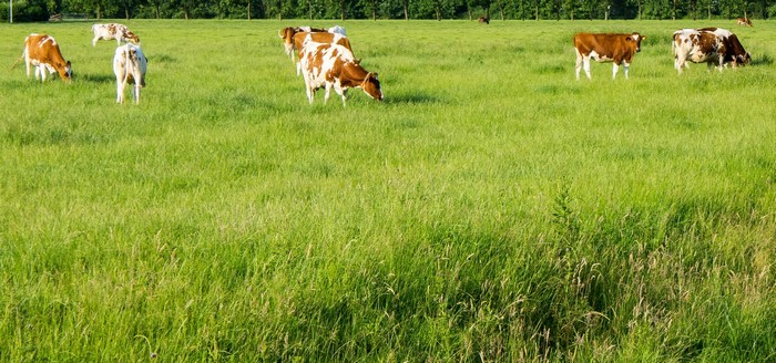 Cows grazing in a green pasture