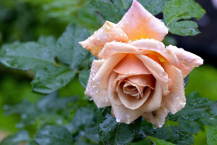 Peach Rose with Water Drops