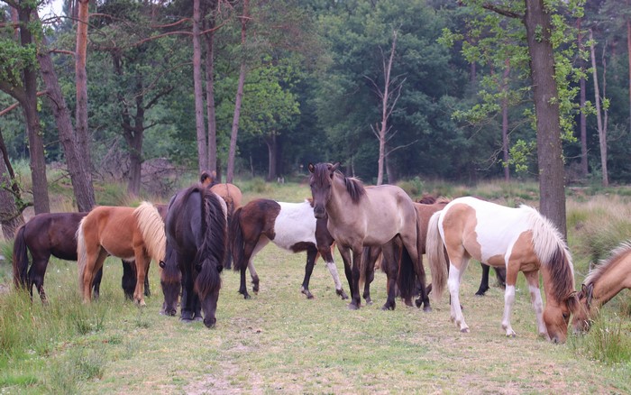 Many horses in a forest clearing