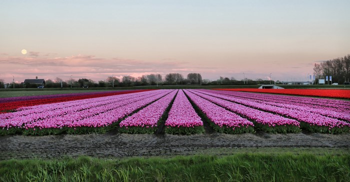 Pink and red tulip fields in the Netherlands at dusk