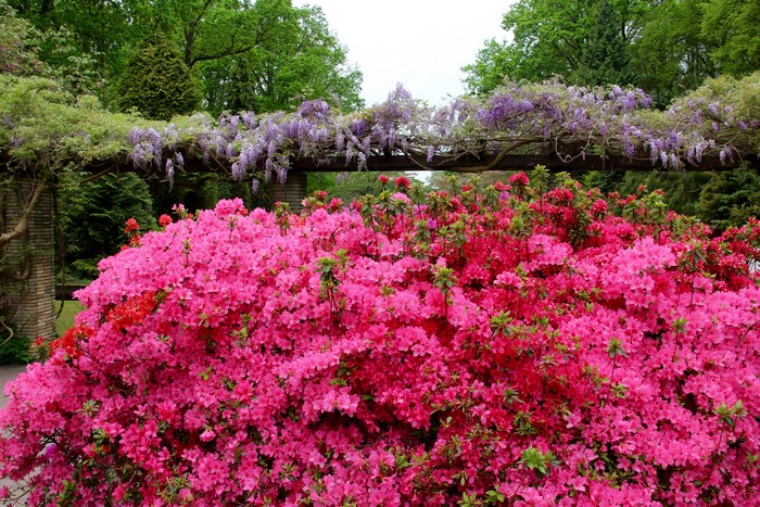 4K Keukenhof Gardens with Rhododendrons and Wisteria