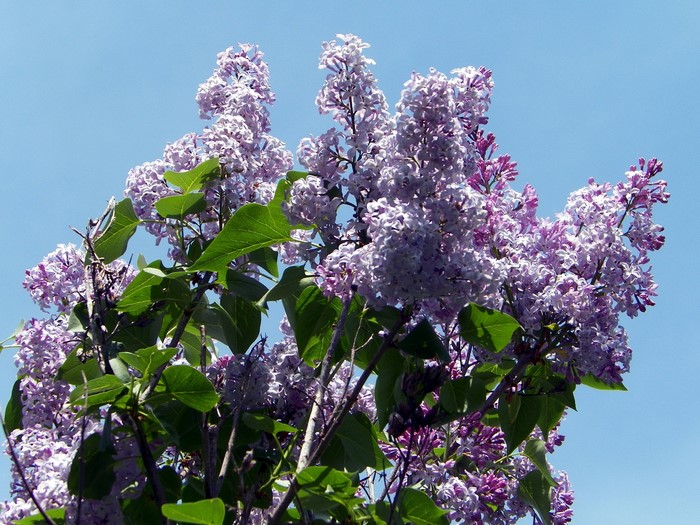 Purple Lilac Flowers on Branches Against Blue Sky