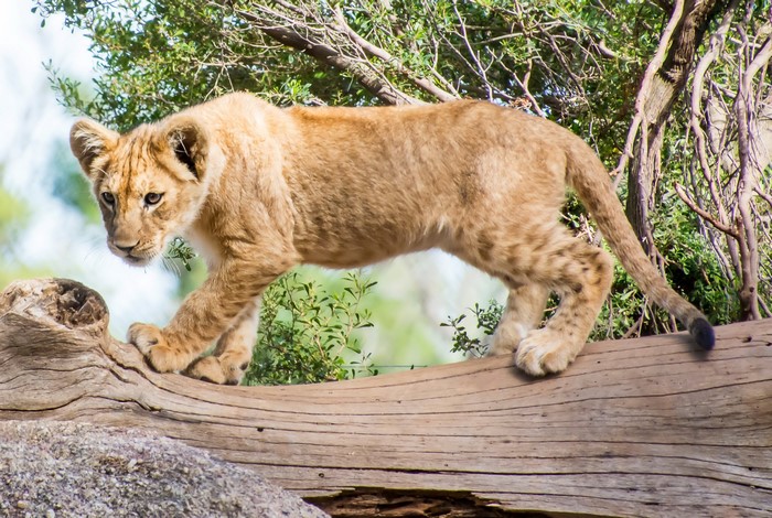 Lion cub walking on a log