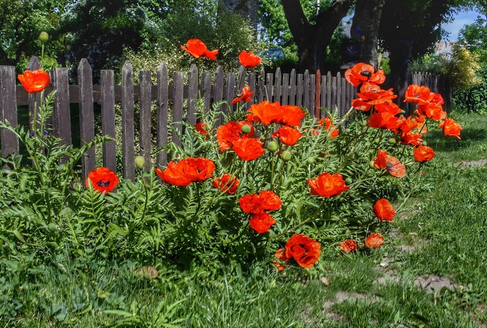 Red poppies in front of a wooden fence