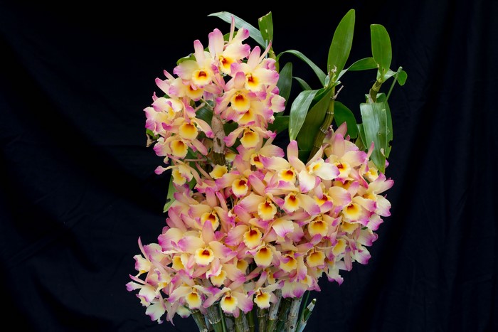 4K Orchid Closeup on Black Background