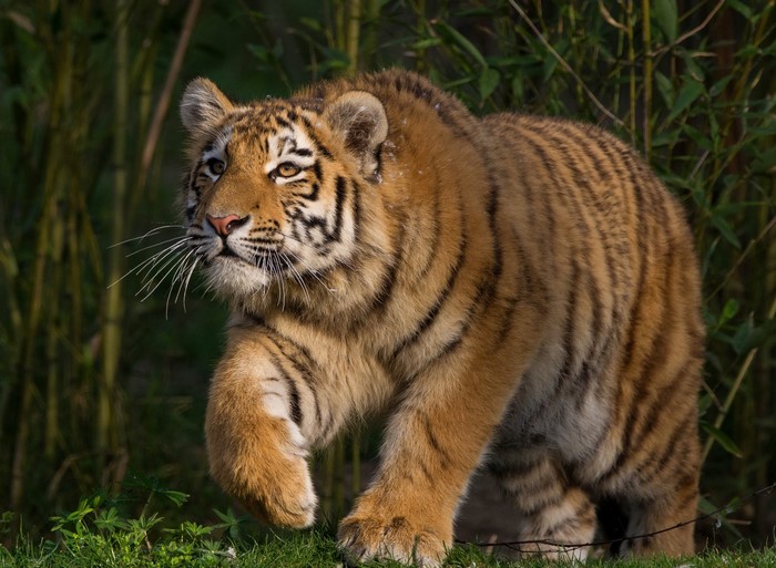 A tiger walks through tall grass and bamboo
