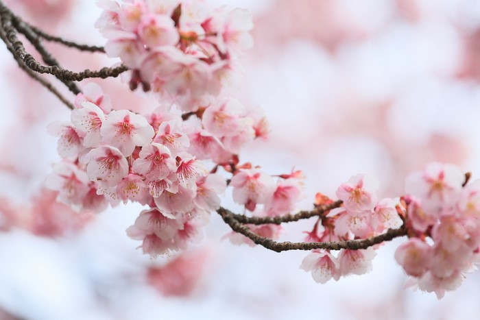 Close-up of pink cherry blossoms on branches
