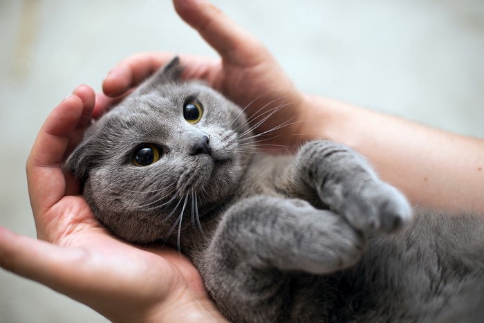 Cute grey Scottish Fold cat held in hands