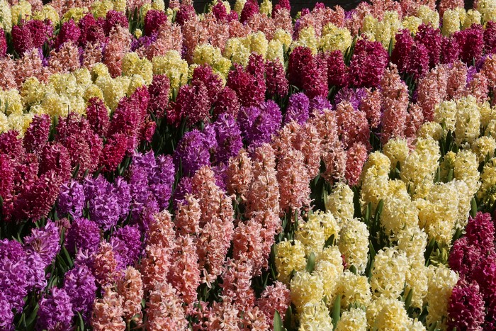 Field of colorful hyacinths in bloom