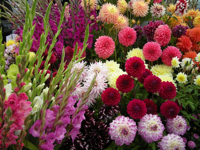 Dahlias and Gladioluses in a Bouquet