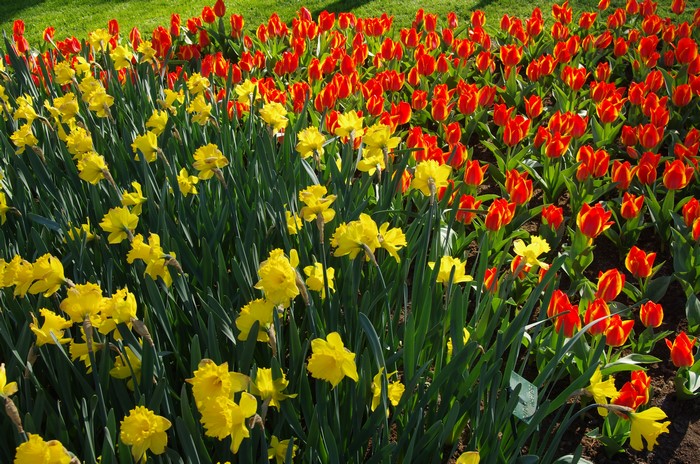 4K Daffodils and Tulips in a Park
