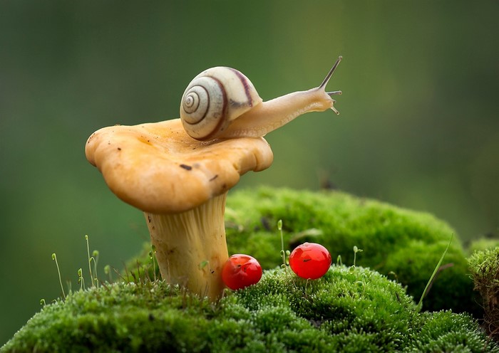 Snail on a mushroom with moss and red berries