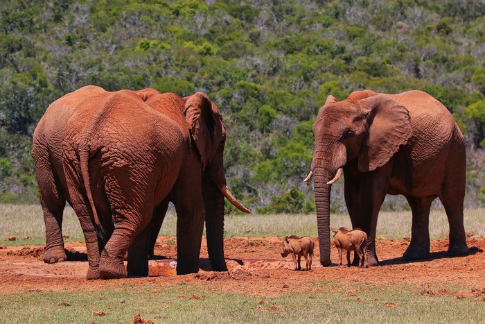 Two elephants and two warthogs in a savanna