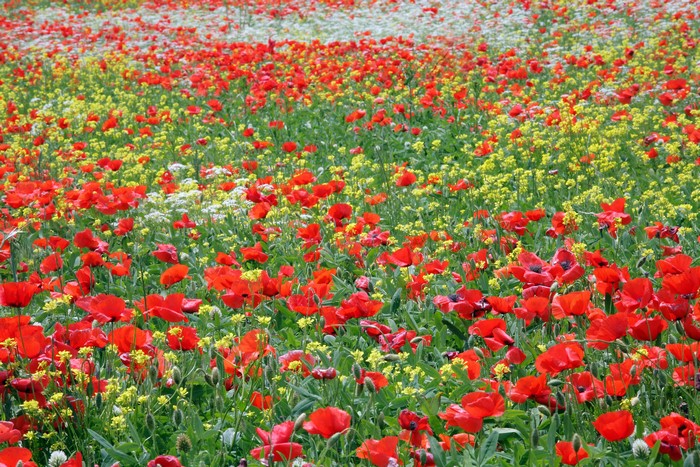Field of Poppies and Rapeseed Flowers