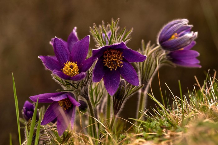 Purple Pulsatilla flowers in close-up