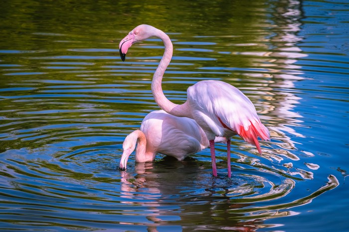 Two Flamingos in Water