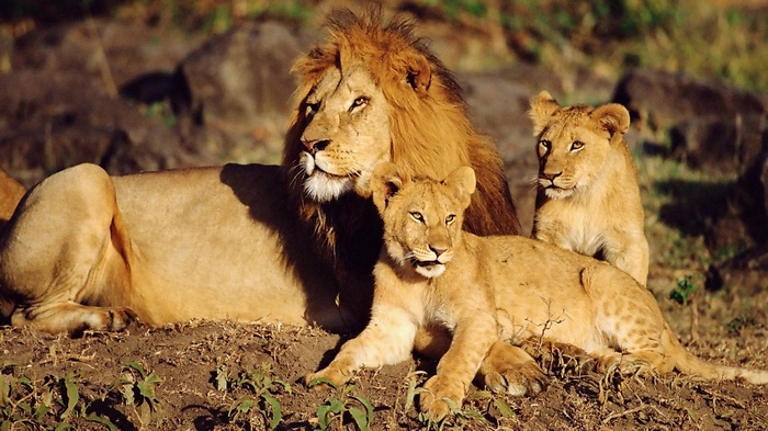 Lion family resting on the ground