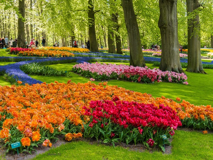 Keukenhof Gardens with Tulips and Trees in the Netherlands