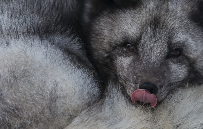 Arctic fox with tongue sticking out