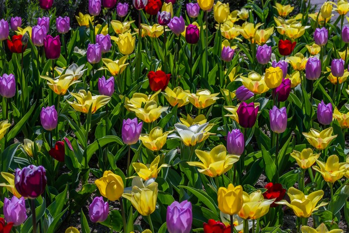 Field of colorful tulips in bloom