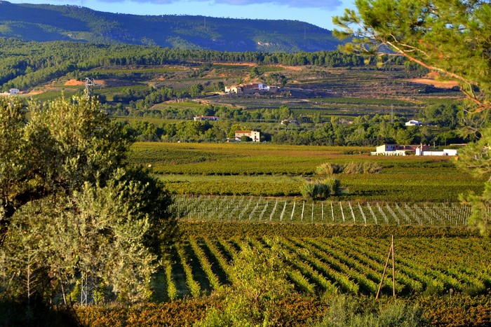 Vineyards and hills in Spain