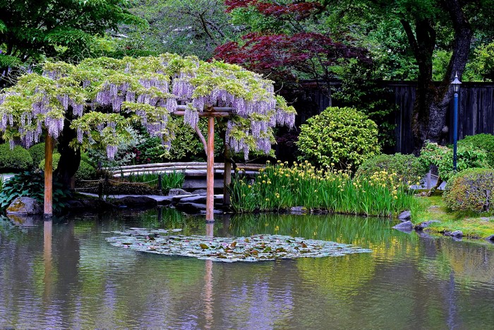 Japanese Garden with Wisteria and Pond in Seattle