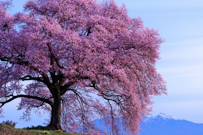 Flowering Cherry Tree with Mountains