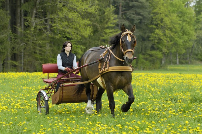 Woman driving horse-drawn carriage in a field of dandelions