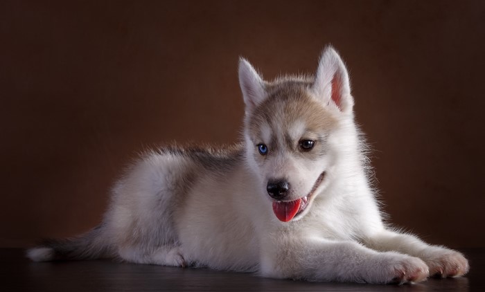 Husky Puppy with Heterochromia
