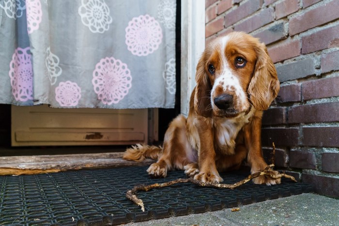 Sad English Cocker Spaniel with a stick