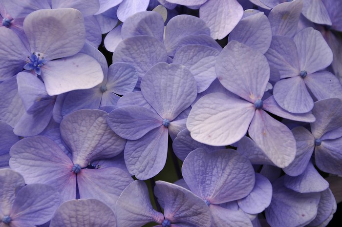 Close-up of Violet Hydrangea Flowers