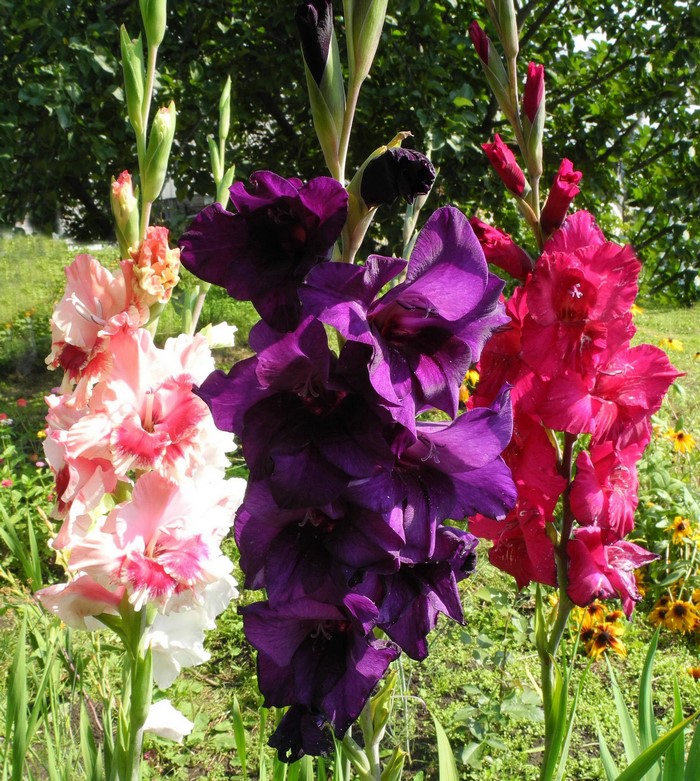 Three Gladiolus Flowers in Bloom