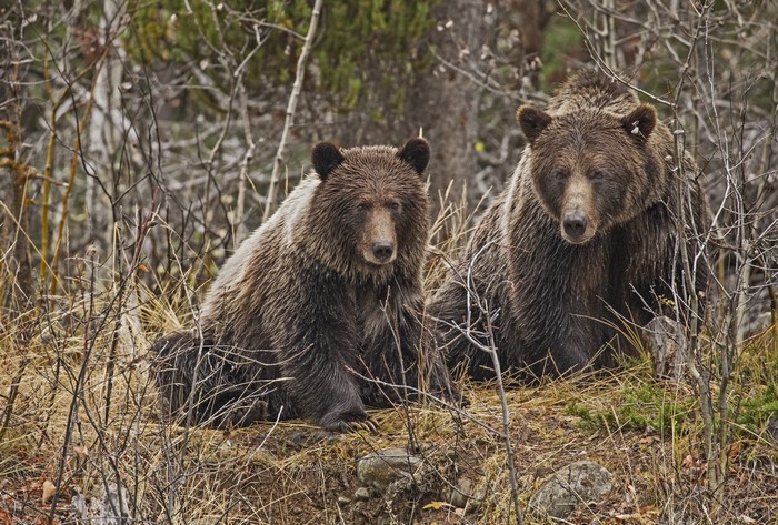 Two Brown Bears in a Forest