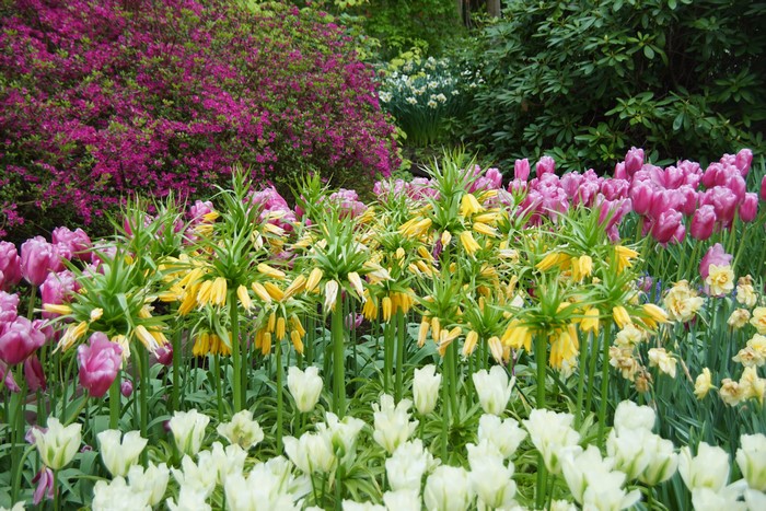 Tulips and Fritillaria in a Park in the Netherlands