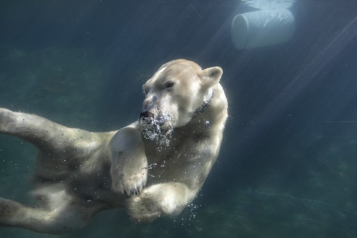 Polar bear swimming underwater