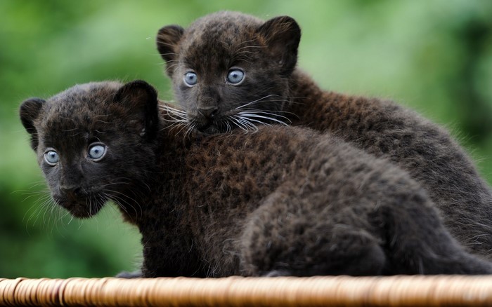 Two Black Jaguar Cubs with Blue Eyes