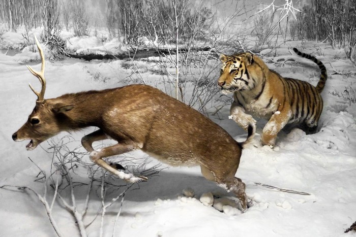 Tiger hunting a deer in a snowy forest