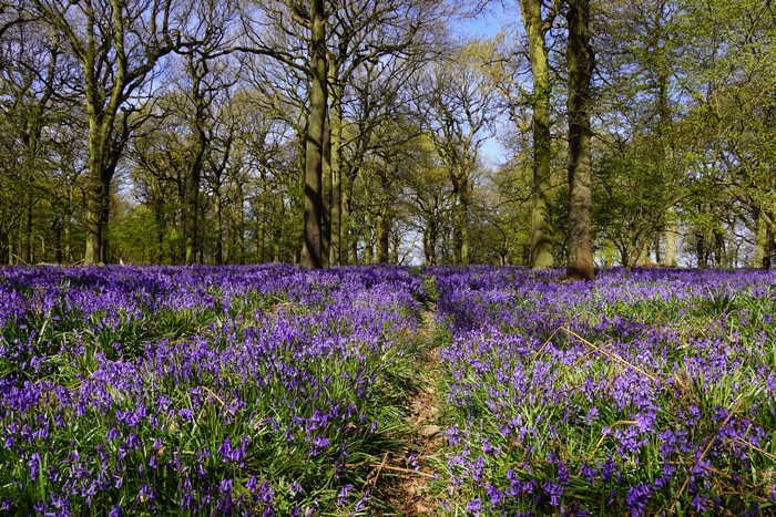 Bluebells in Felley Priory, United Kingdom