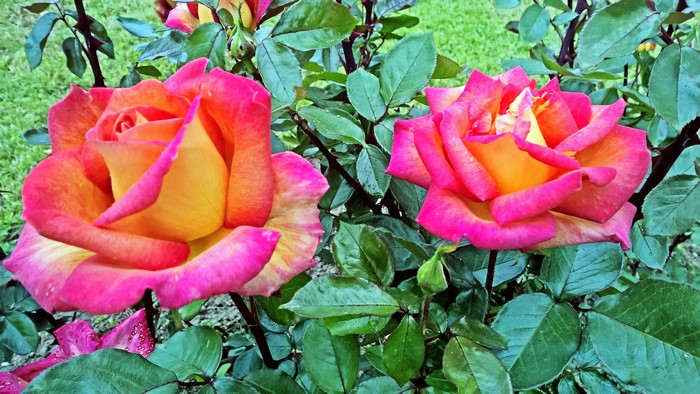 Two bicolor roses in a garden
