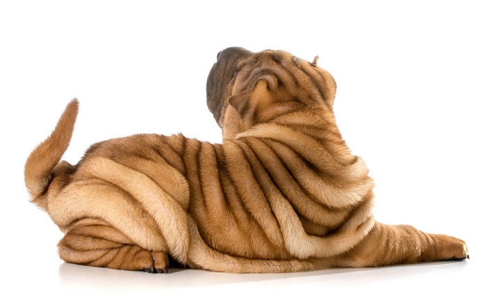 Shar Pei dog lying down on white background