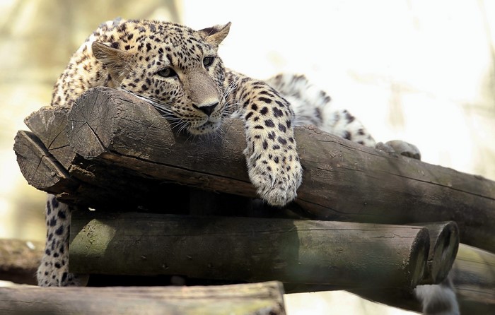 Leopard resting on wooden logs