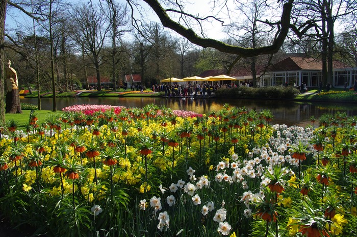 Keukenhof Gardens with Daffodils and Fritillaria