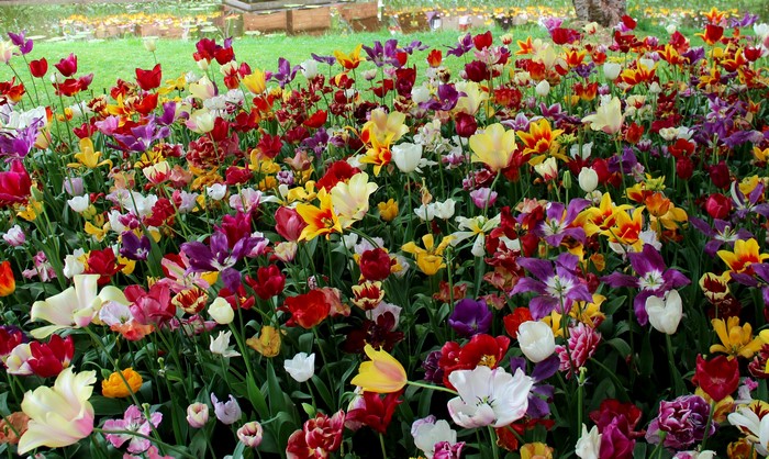 4K Keukenhof Tulips Field