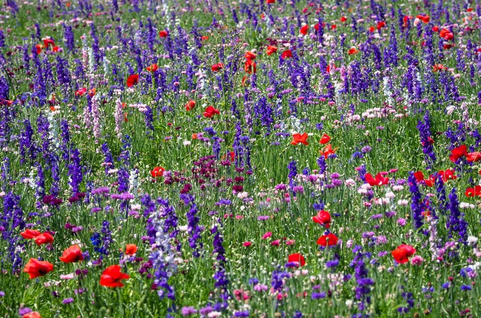 Field of Delphiniums and Poppies