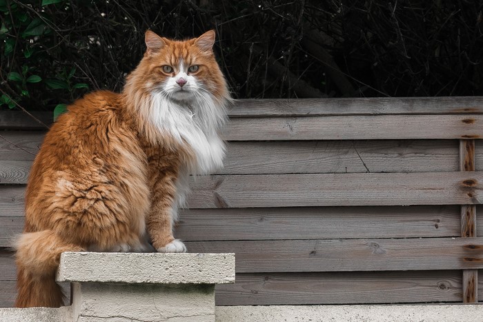 Orange fluffy cat sitting on a ledge