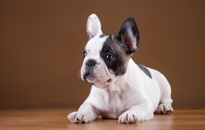 French Bulldog Puppy on Wooden Floor