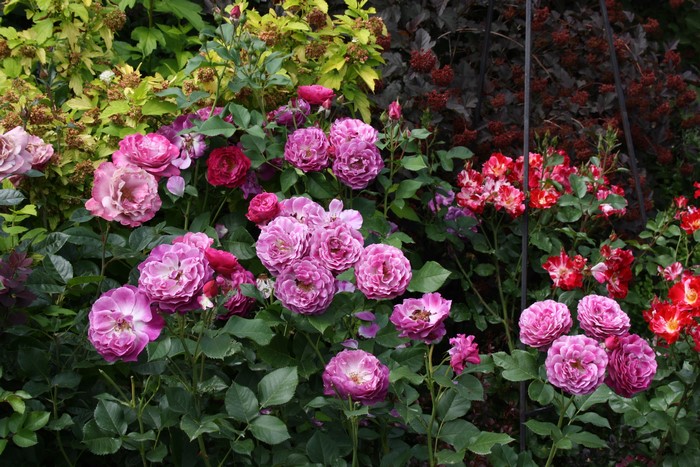 A garden bed filled with blooming roses in various shades of pink and red.