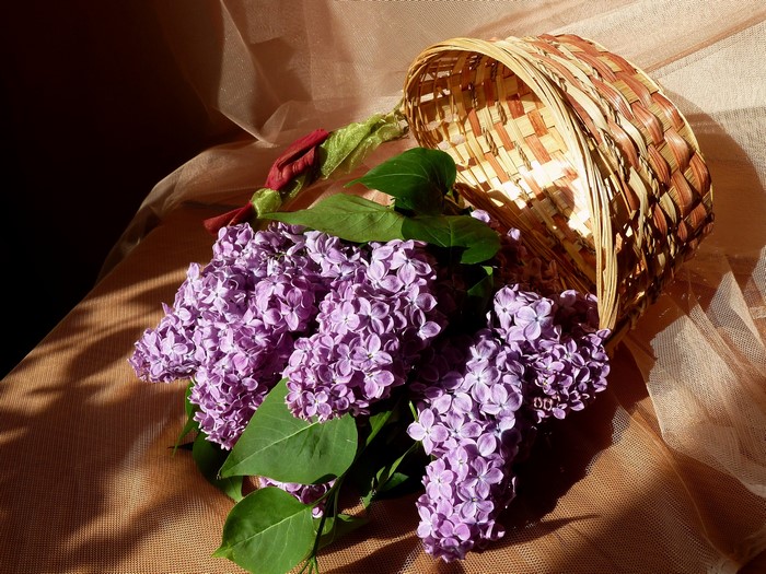 Lilac flowers spilling from a wicker basket